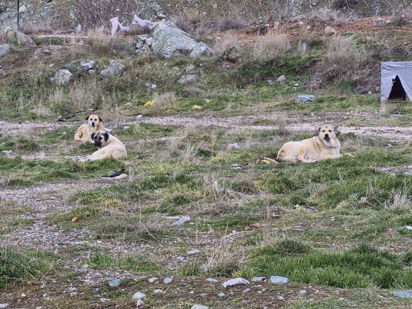 Onlarca köpek bu yuvalarda ısınıyor