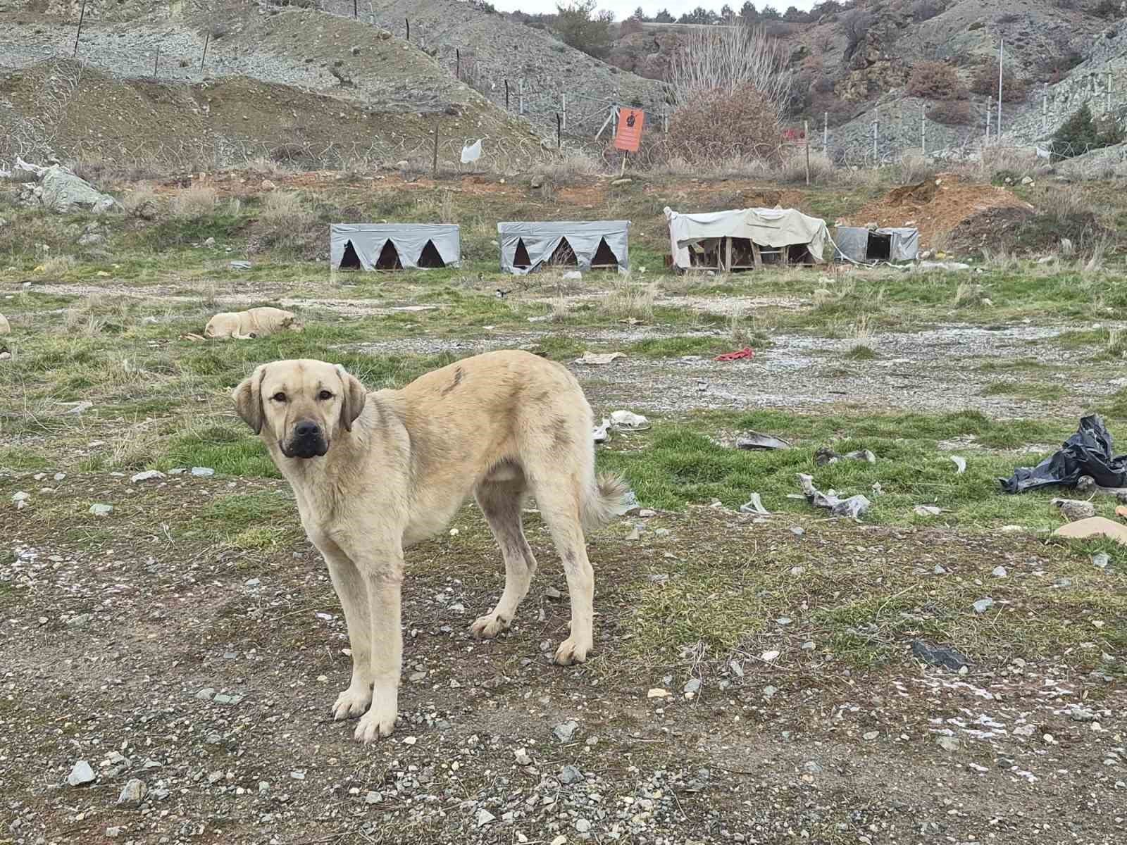 Onlarca köpek bu yuvalarda ısınıyor