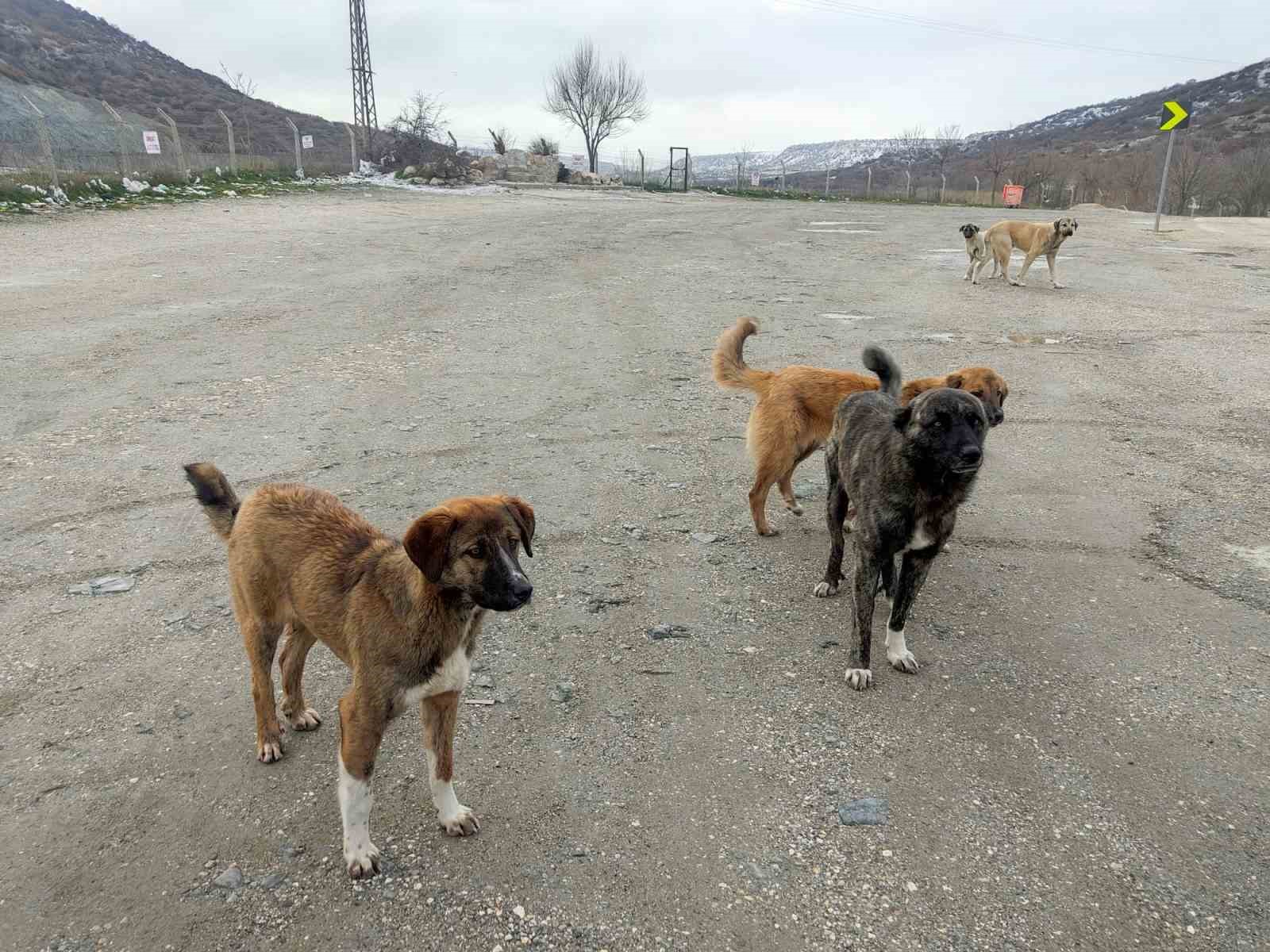 Onlarca köpek bu yuvalarda ısınıyor