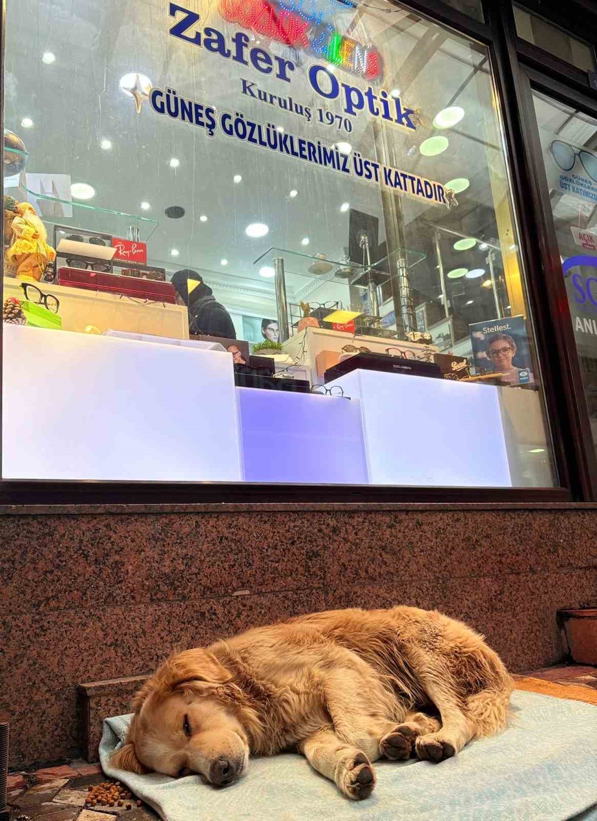 Üşüyen köpeğe yeni aldığı yorganı örten esnaf yürekleri ısıttı
