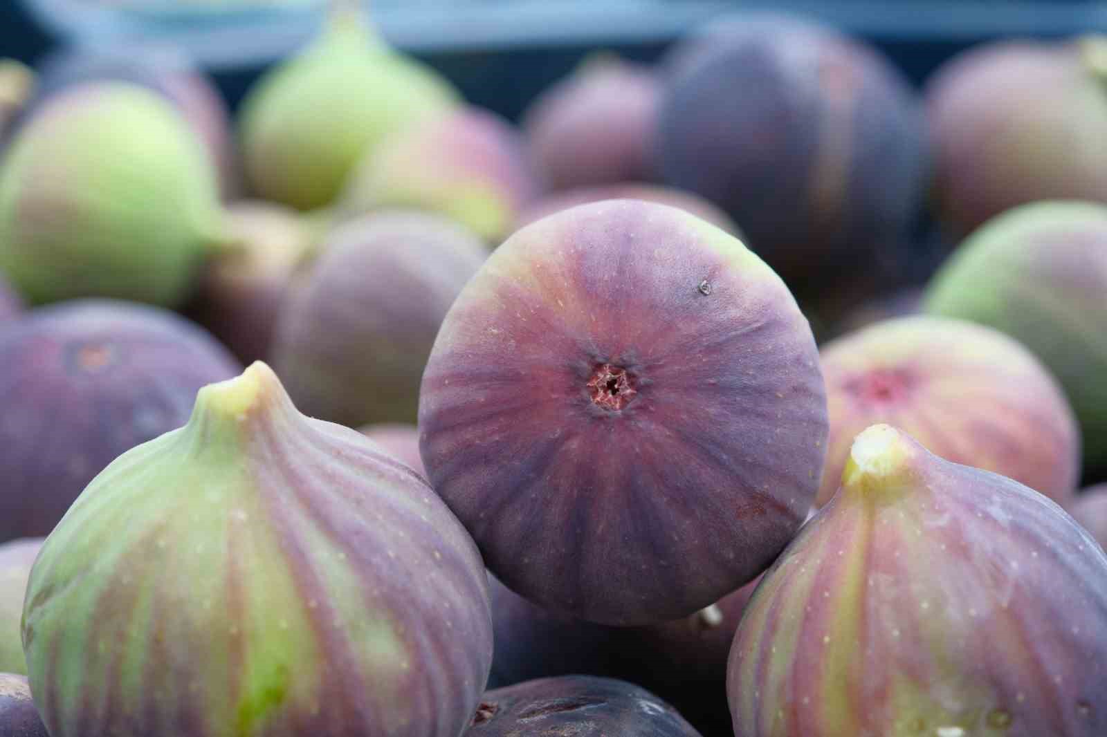 Kraliçe incirinin ihracatında kilogram başına 1 dolarlık değer artışı oldu