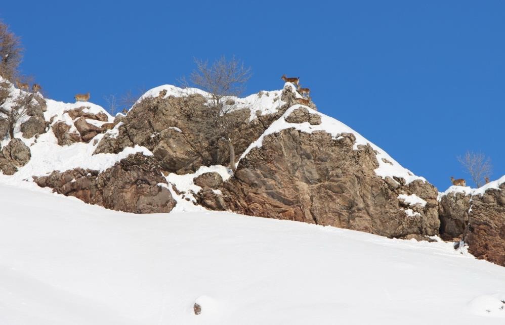 Adıyaman’da yaban keçileri havadan görüntülendi