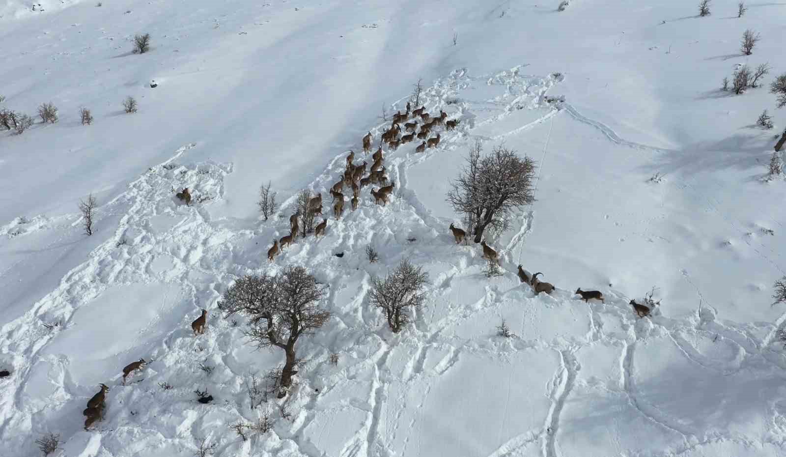 Adıyaman’da yaban keçileri havadan görüntülendi