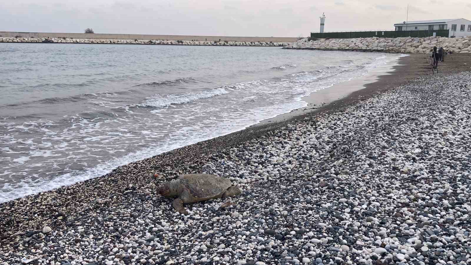 Telef olan caretta caretta halk plajına vurdu