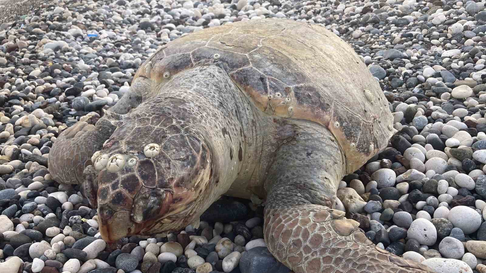 Telef olan caretta caretta halk plajına vurdu