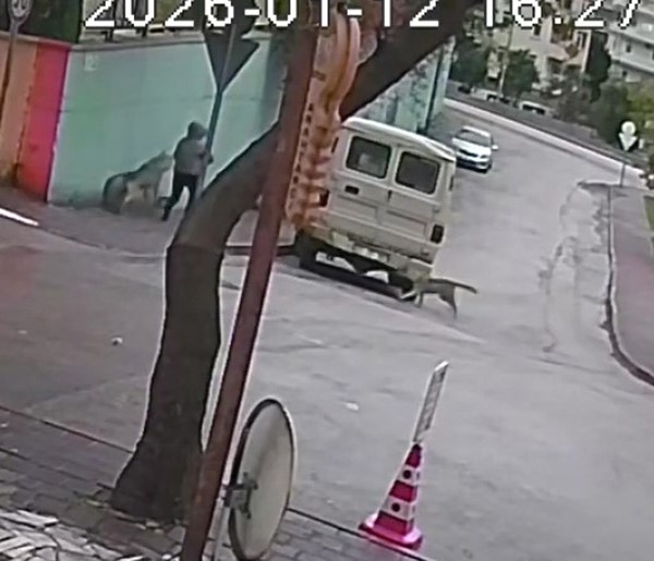 Kurt köpeklerinin saldırı anı kamerada: Küçük köpeği bulunan kadını yere düşürdüler