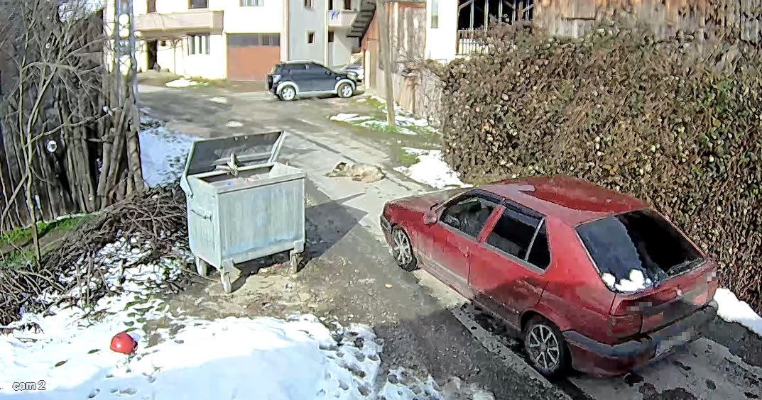 Köpeği ezen sürücü yakalandı