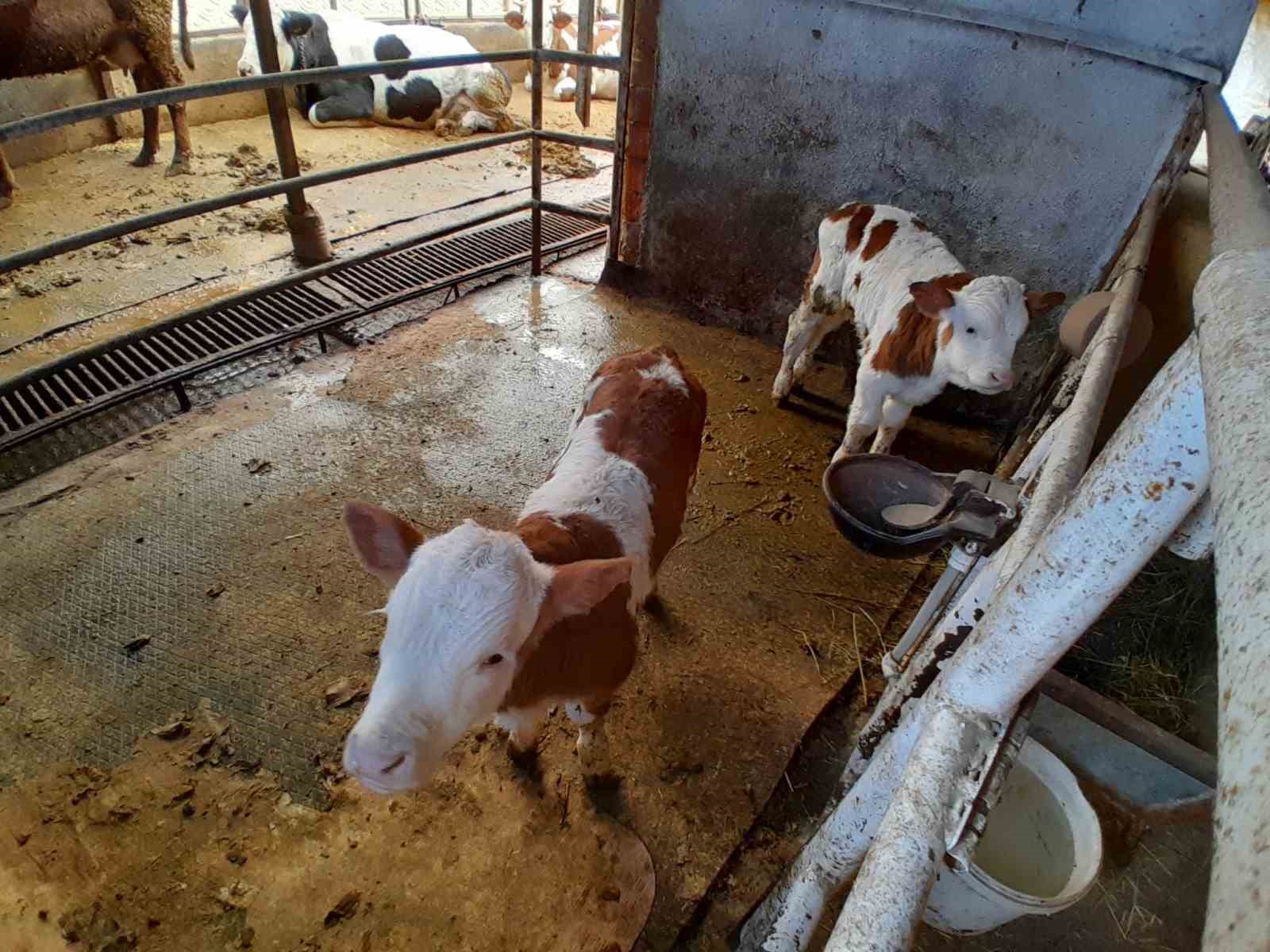 Ölü buzağıyla üzüldüler ikiz doğumla sevindiler