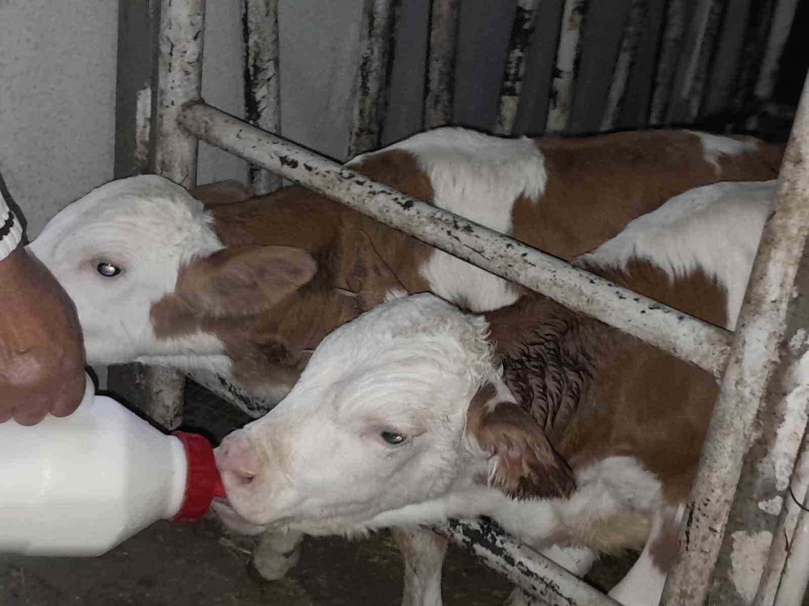 Ölü buzağıyla üzüldüler ikiz doğumla sevindiler