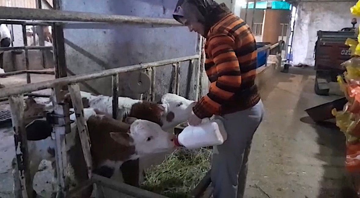 Ölü buzağıyla üzüldüler ikiz doğumla sevindiler