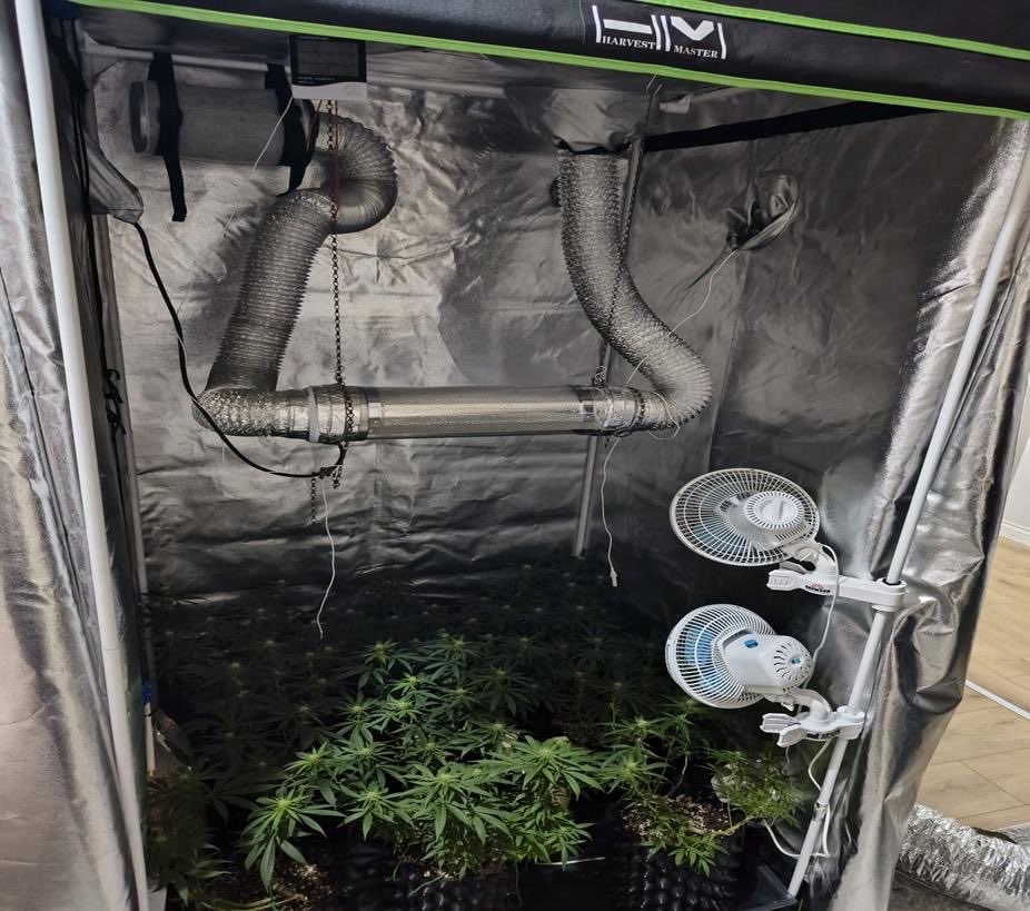 İnegöl’de uyuşturucu operasyonu: Evde esrar üretim düzeneği ele geçirildi