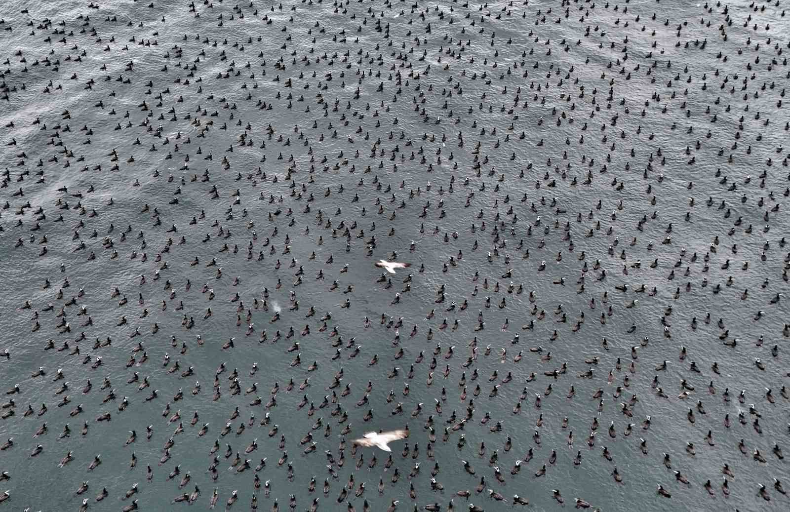 Damatlıklarını giyen karabatak kuşları İstanbul Boğazı’nda bir araya geldi