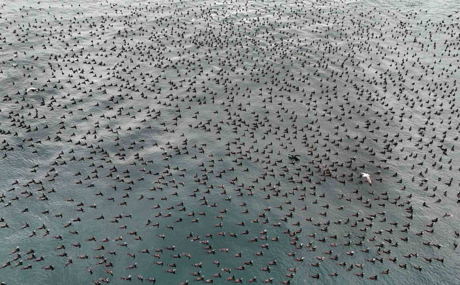 Damatlıklarını giyen karabatak kuşları İstanbul Boğazı’nda bir araya geldi