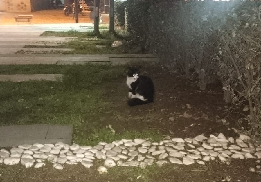Salihli’de çatıda mahsur kalan kedi kurtarıldı