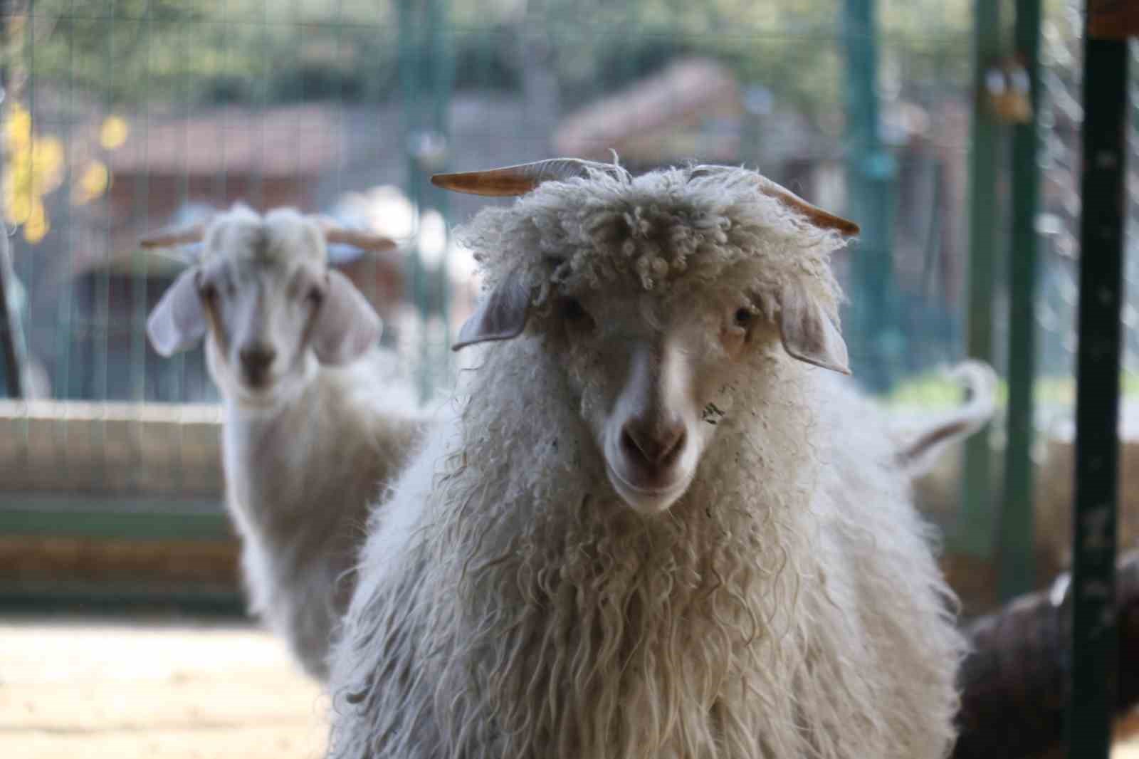 Endemik Vadi’de Ankara’nın 4 beyazı