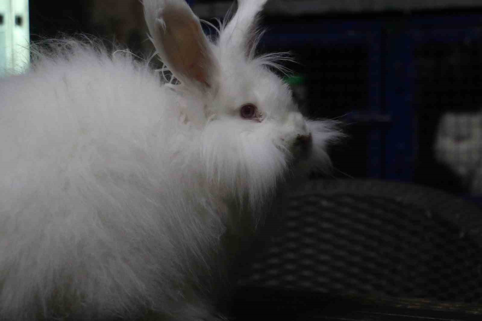 Endemik Vadi’de Ankara’nın 4 beyazı