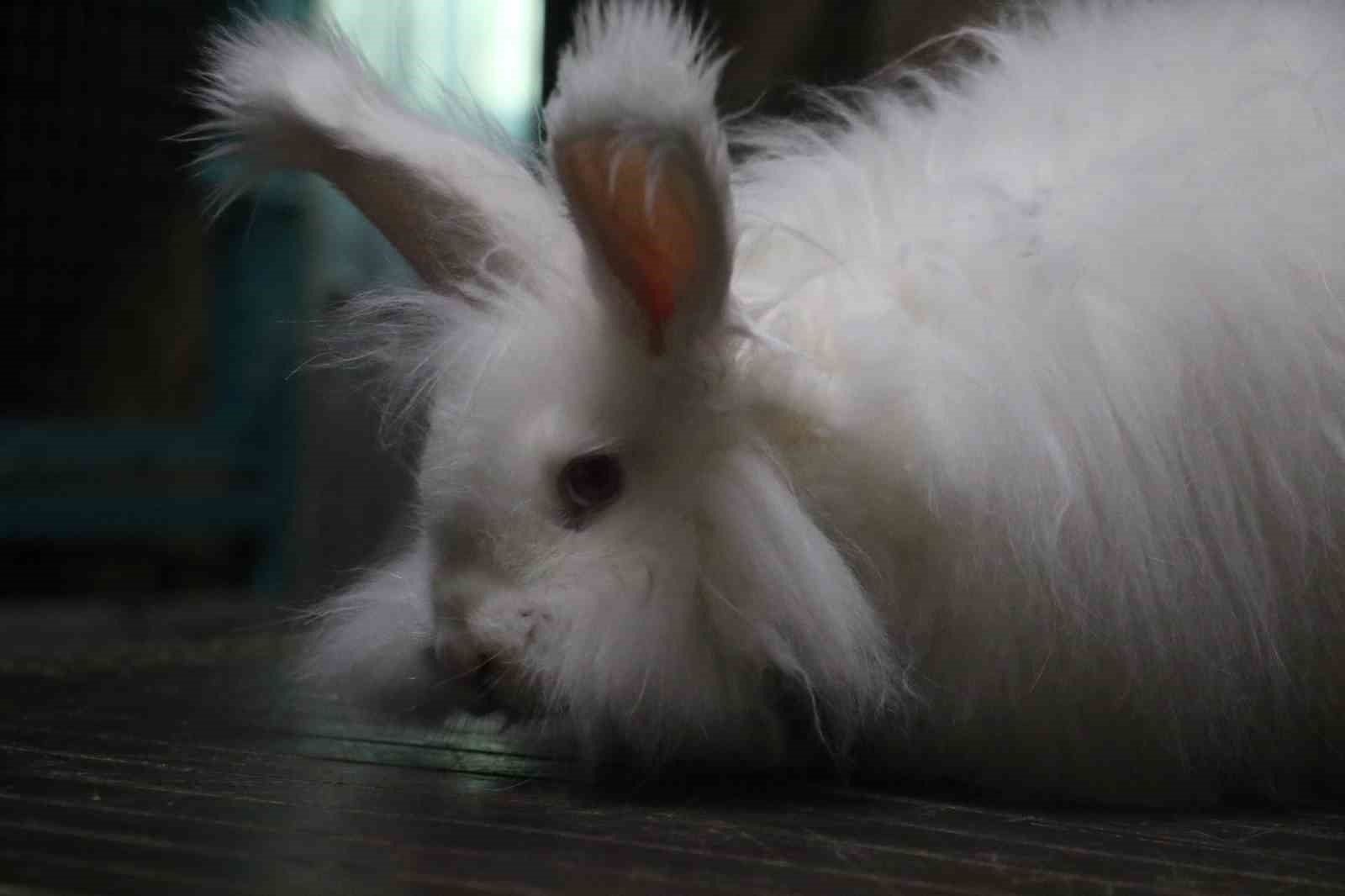 Endemik Vadi’de Ankara’nın 4 beyazı