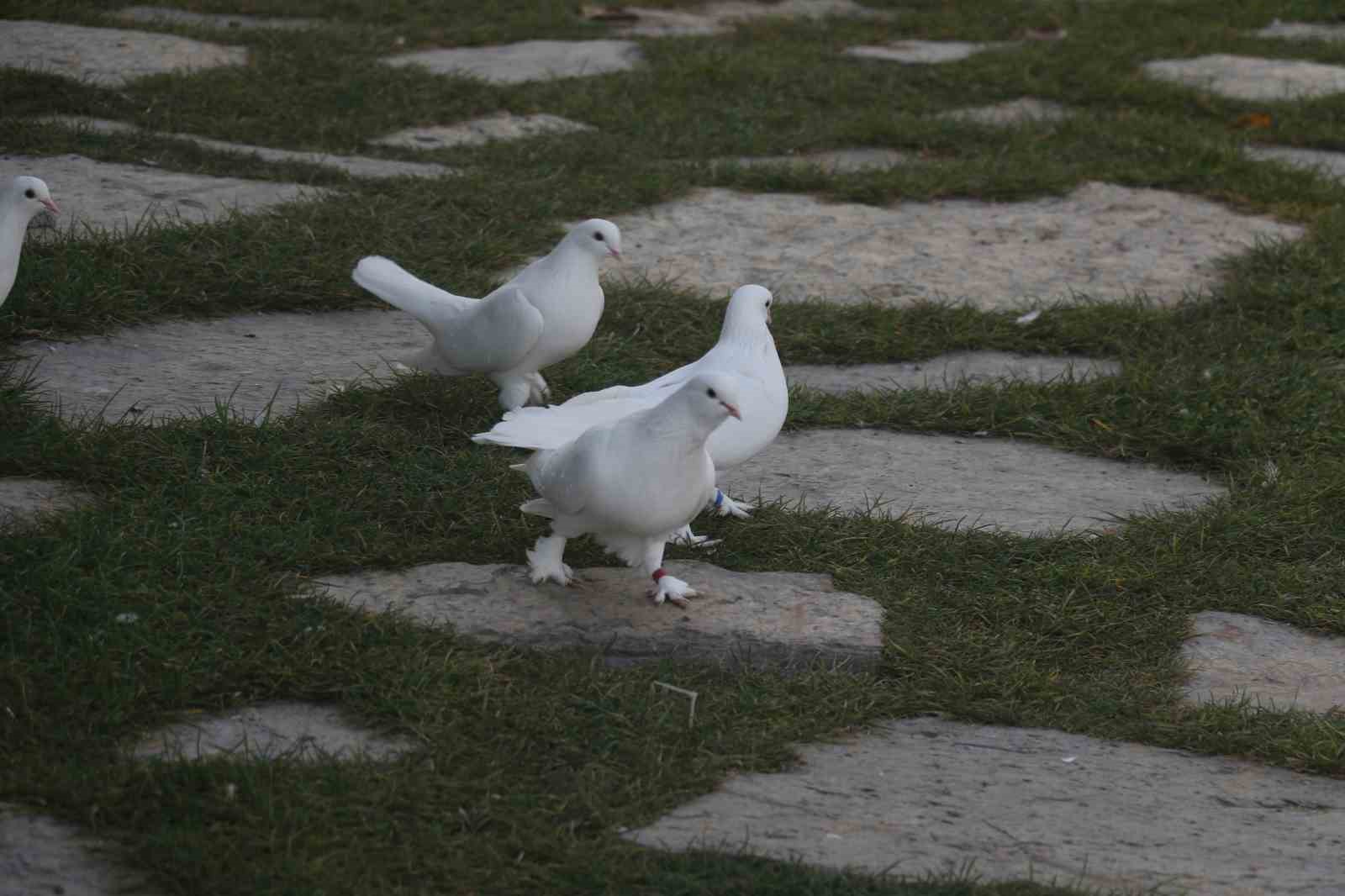 Endemik Vadi’de Ankara’nın 4 beyazı