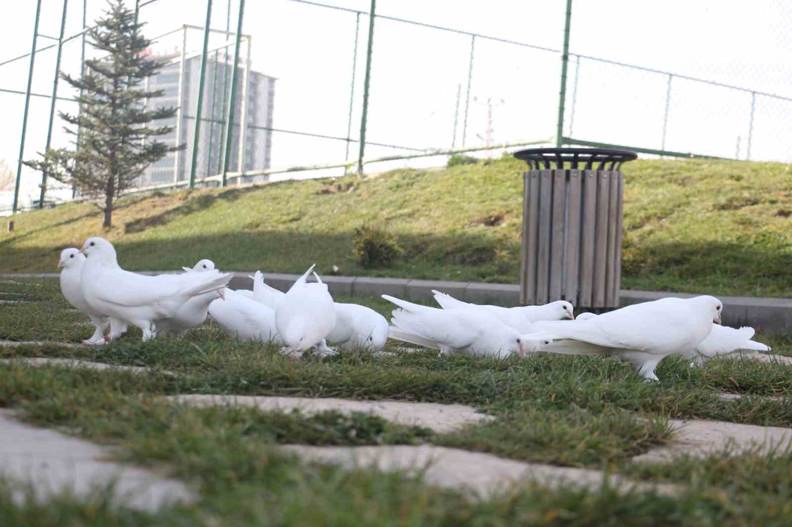 Endemik Vadi’de Ankara’nın 4 beyazı