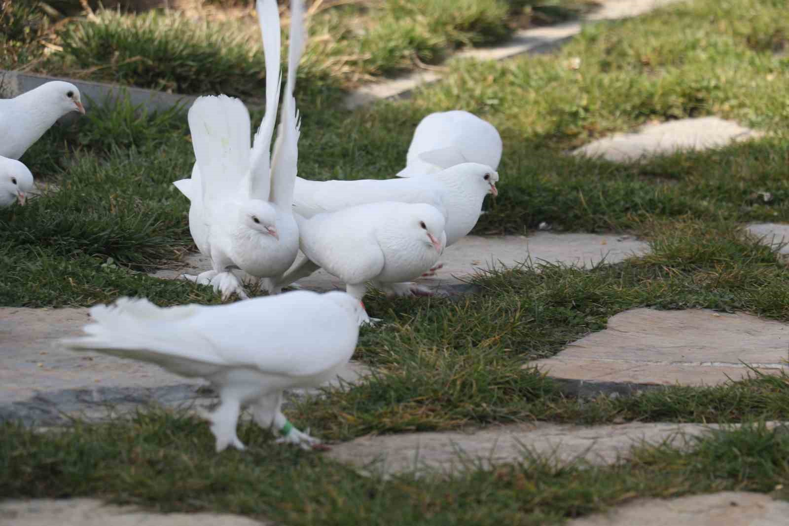 Endemik Vadi’de Ankara’nın 4 beyazı