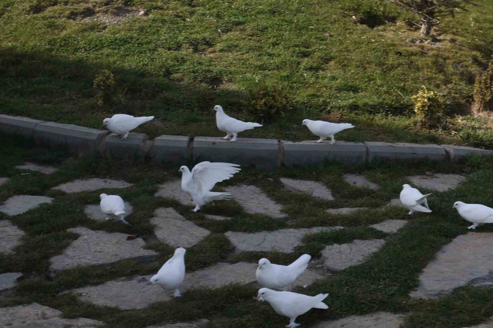 Endemik Vadi’de Ankara’nın 4 beyazı