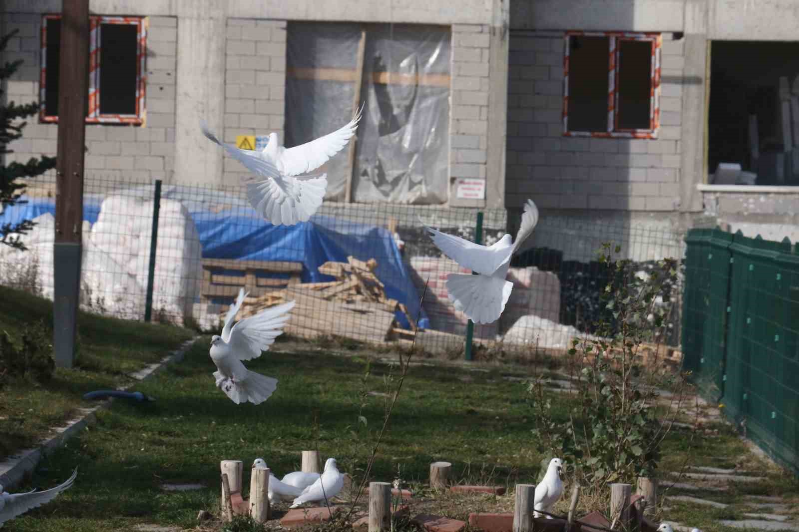 Endemik Vadi’de Ankara’nın 4 beyazı