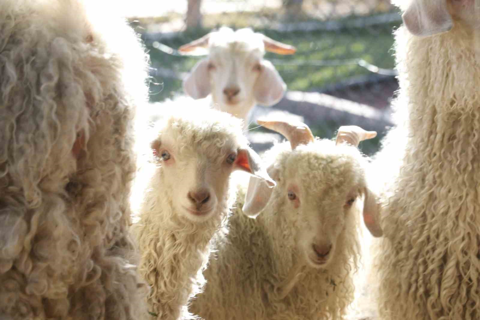 Endemik Vadi’de Ankara’nın 4 beyazı