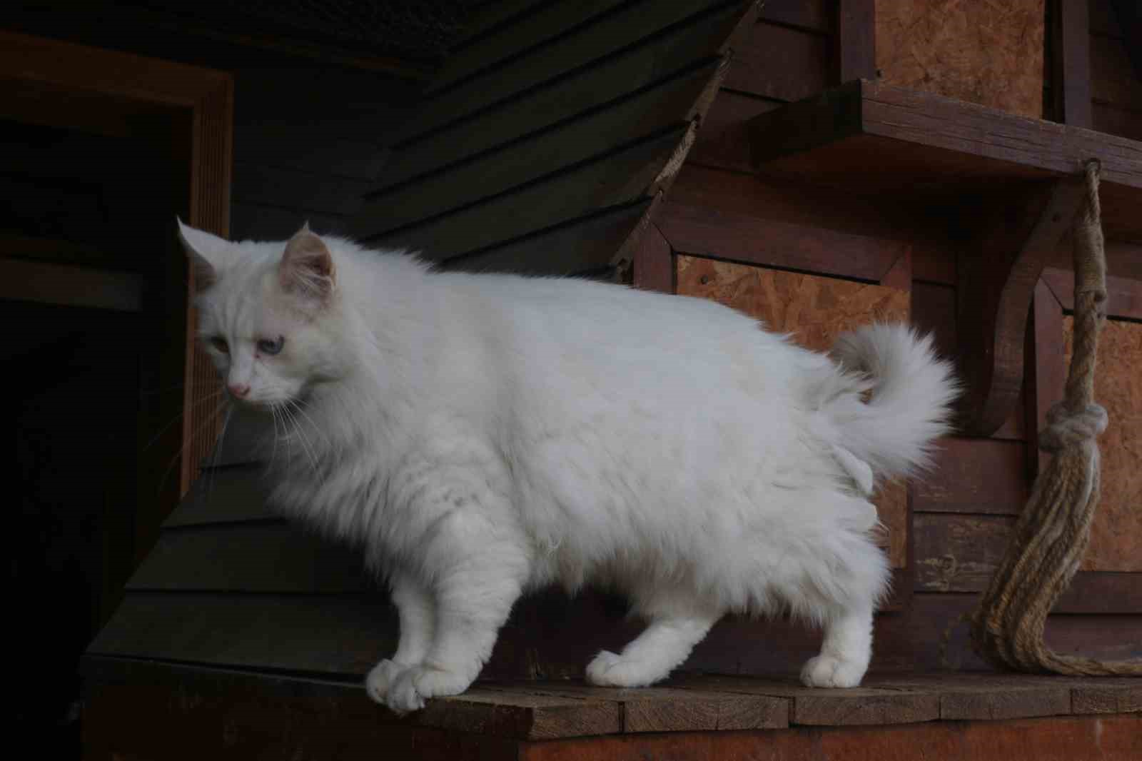 Endemik Vadi’de Ankara’nın 4 beyazı