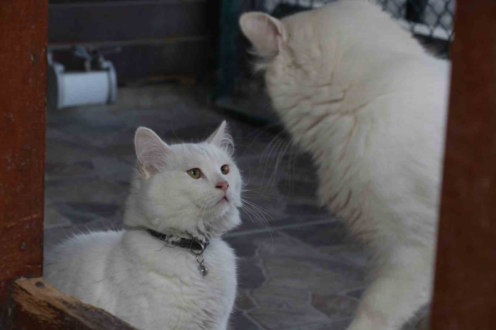 Endemik Vadi’de Ankara’nın 4 beyazı