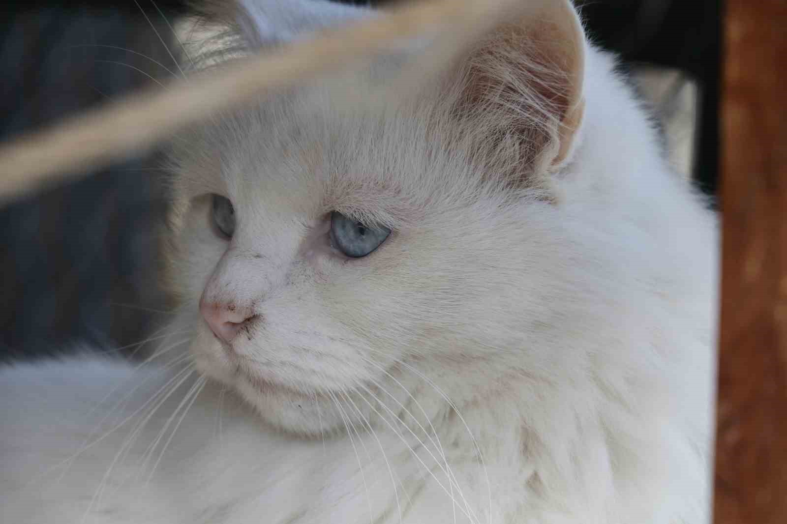 Endemik Vadi’de Ankara’nın 4 beyazı