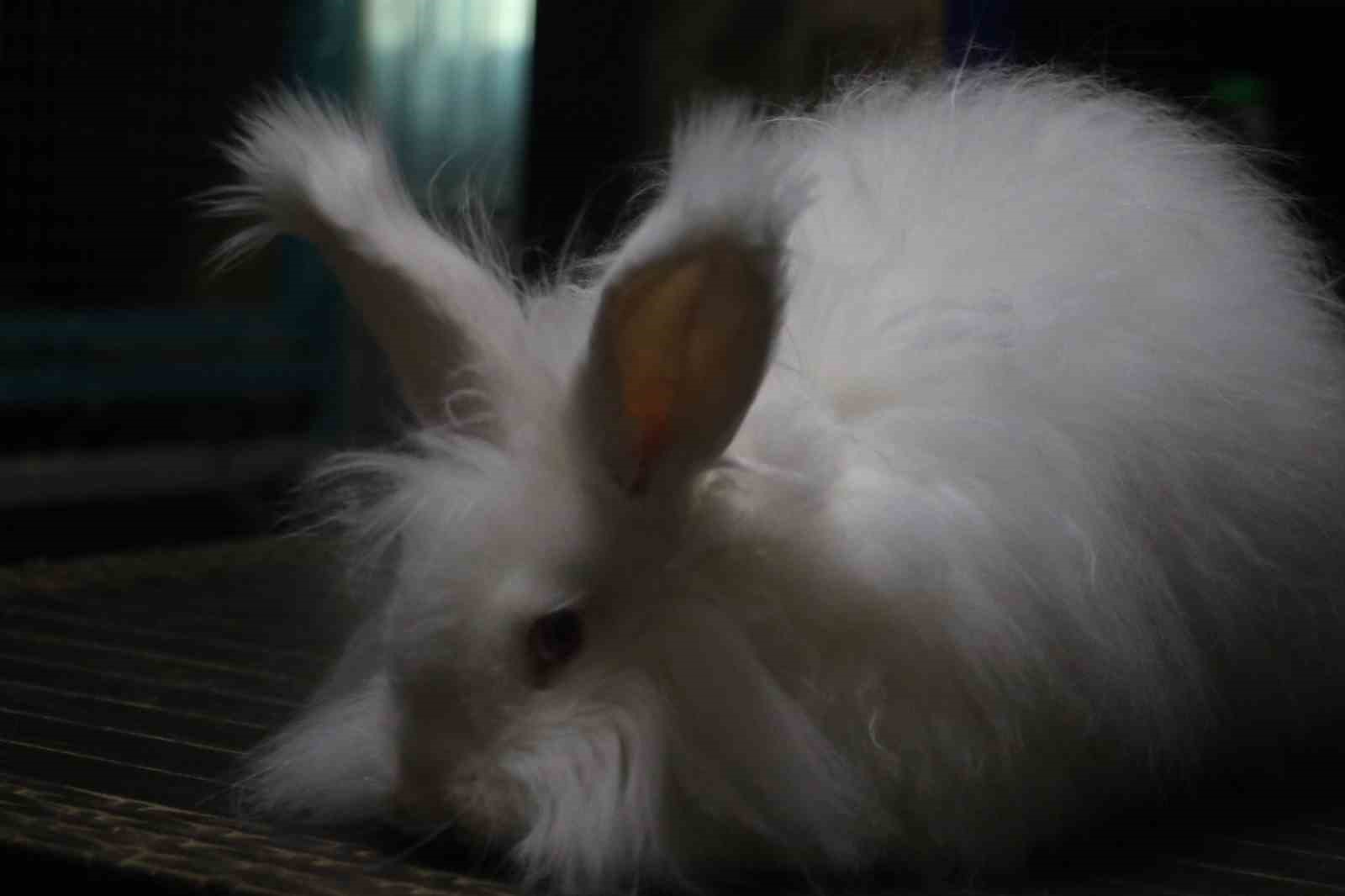 Endemik Vadi’de Ankara’nın 4 beyazı