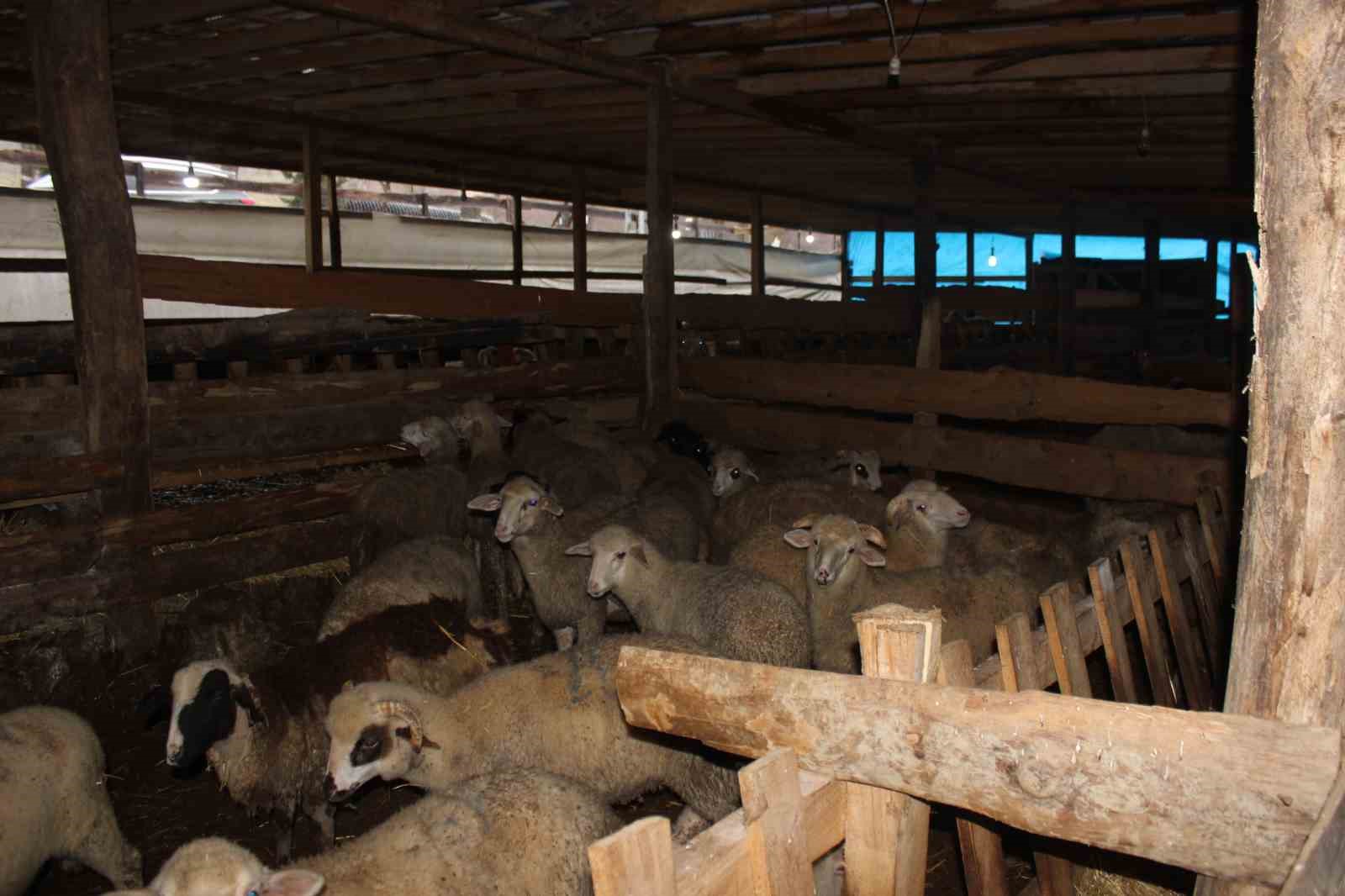 Türkeli’de örnek koyunculuğa başarı plaketi