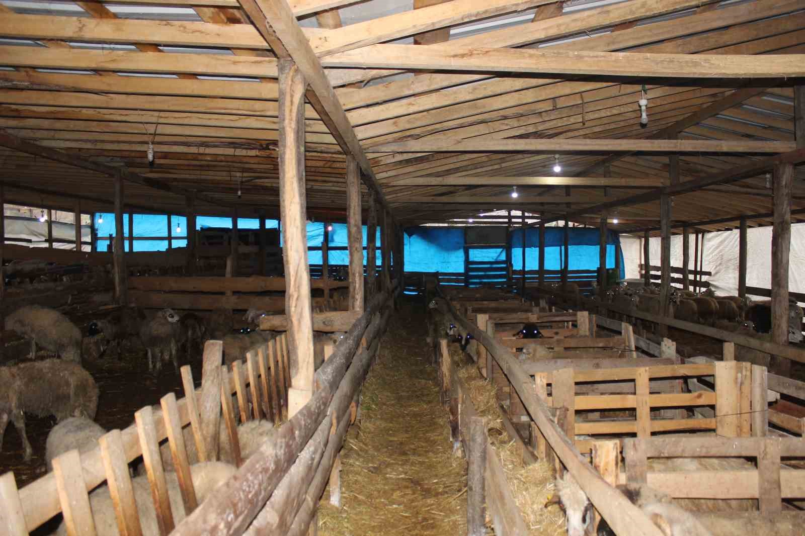 Türkeli’de örnek koyunculuğa başarı plaketi