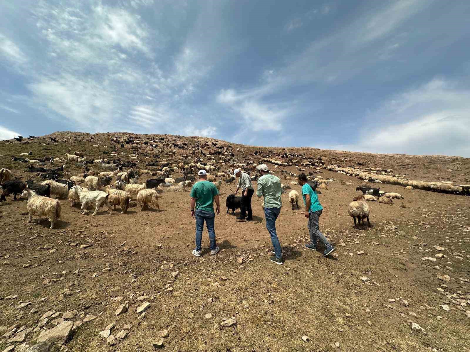 Şırnak’ta hayvancılığa 2025’te güçlü dokunuş