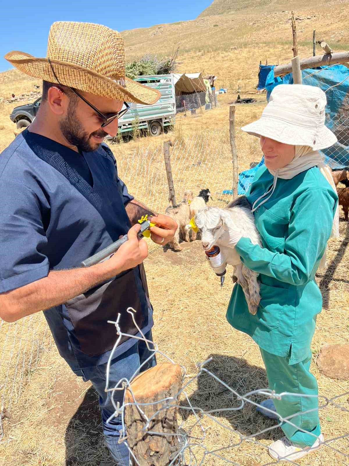 Şırnak’ta hayvancılığa 2025’te güçlü dokunuş