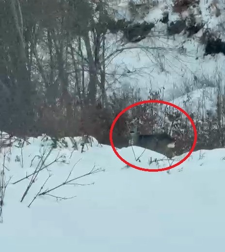 Akdağ’da karacalar görüntülendi