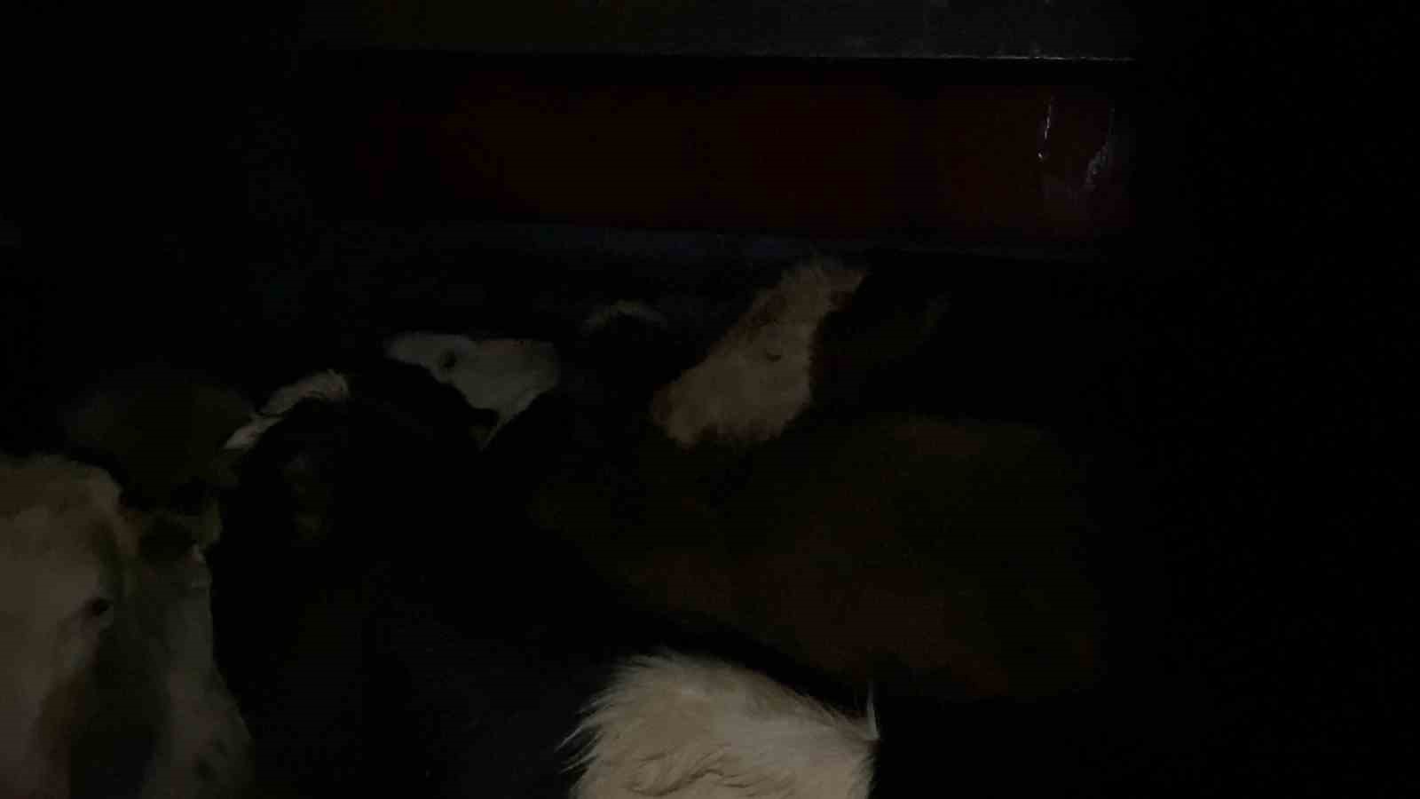 Burdur’da şap karantinasındaki küpesiz hayvan taşıyan besiciye 400 bin lira ceza