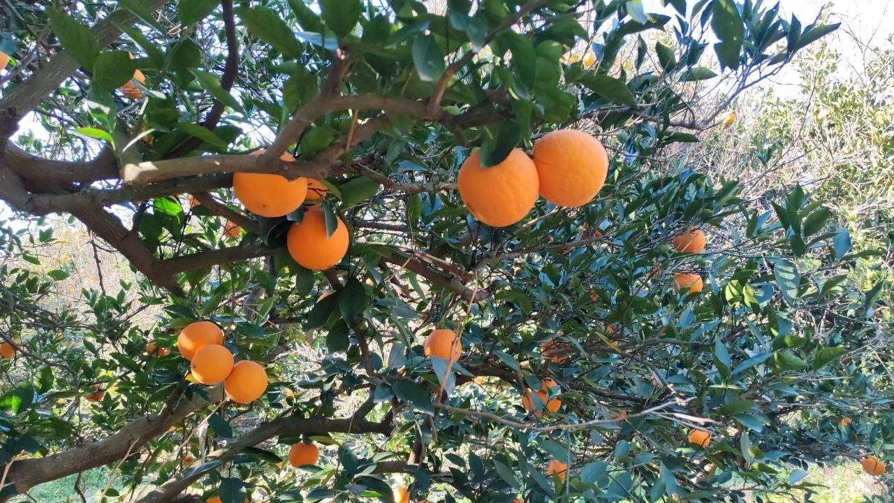 Portakal çalarken suçüstü yakalanan 5 şahıs yakalandı