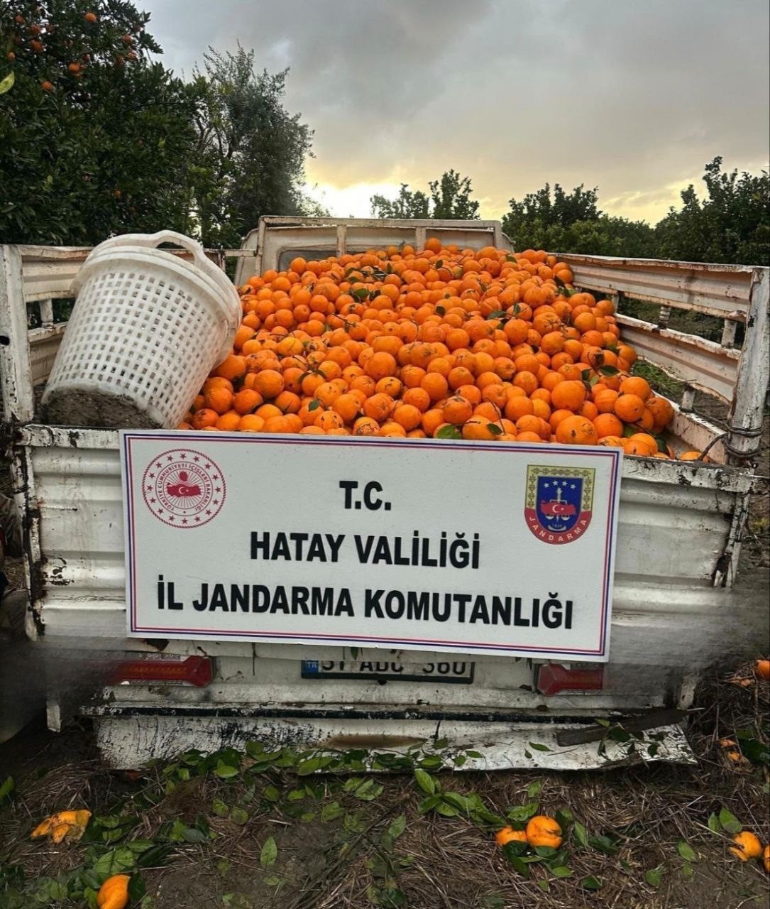 Portakal çalarken suçüstü yakalanan 5 şahıs yakalandı