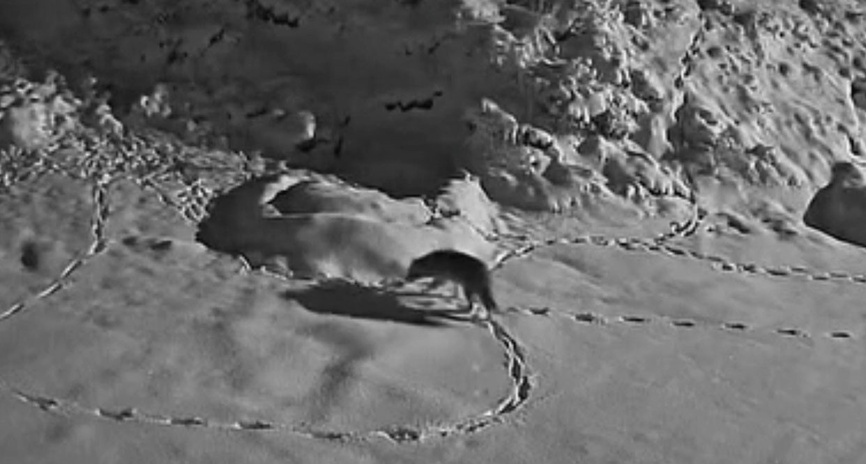 Aç kalan kurt mezraya indi