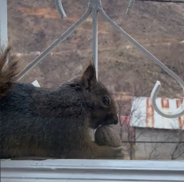 Aç kalan sincaplar pencerelere misafir oluyor