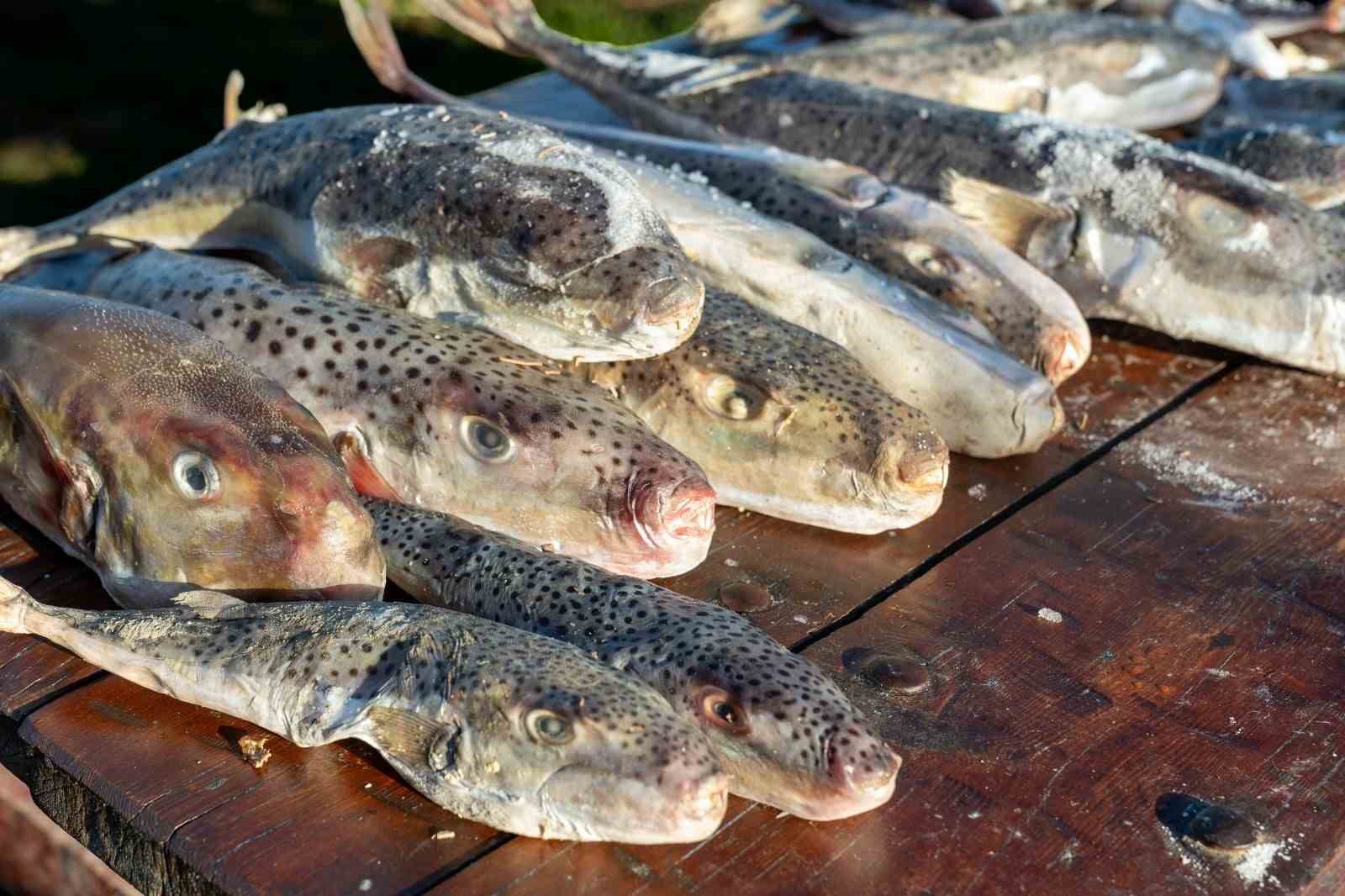 Adana’da 4 günde 128 bin balon balığı toplandı