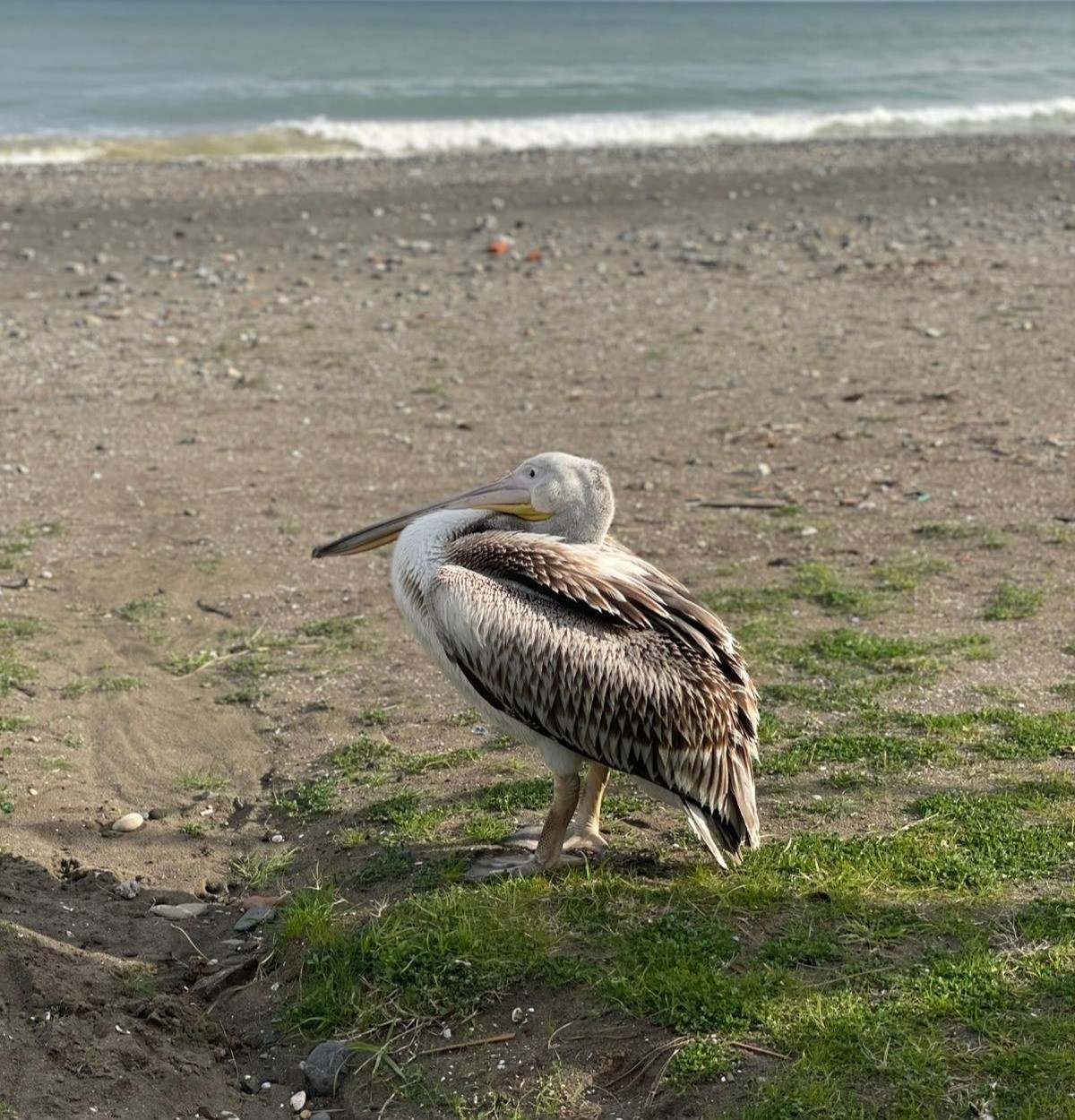 Atakum sahilinde pelikan görüldü