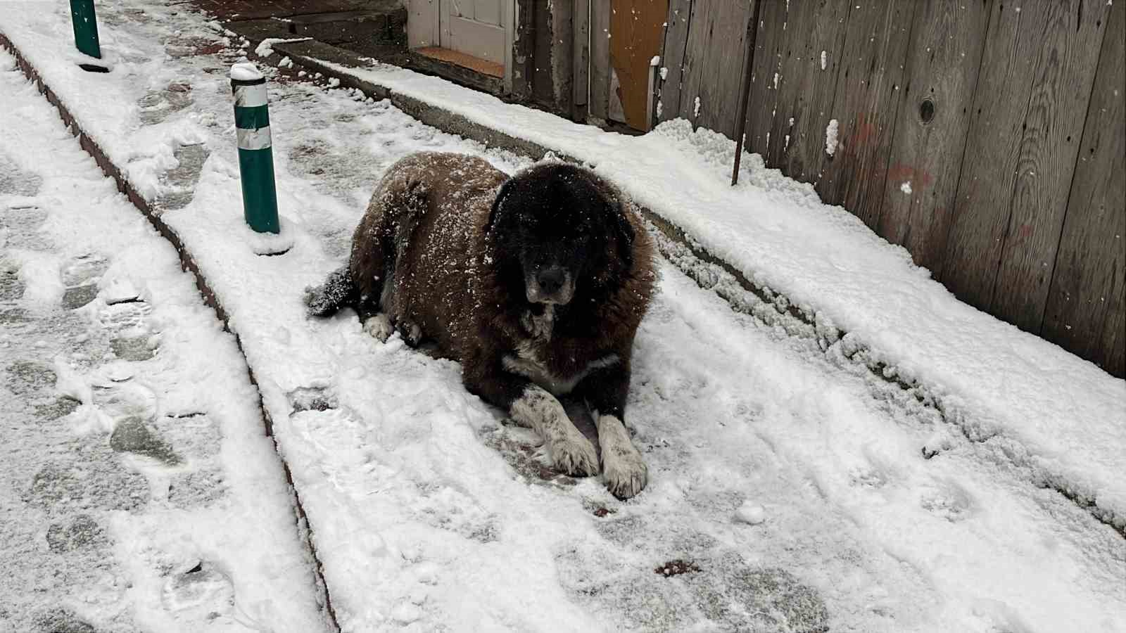 Artvin’de kar etkili oluyor