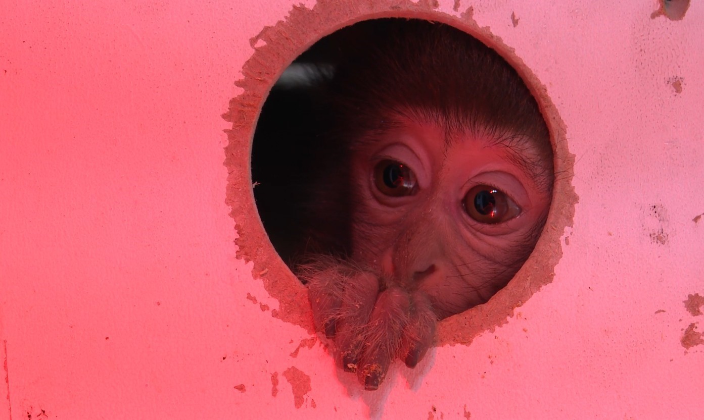 Terminalde koli içinde yakalanan yavru maymunun ’Fıstık’ gibi hayatı oldu