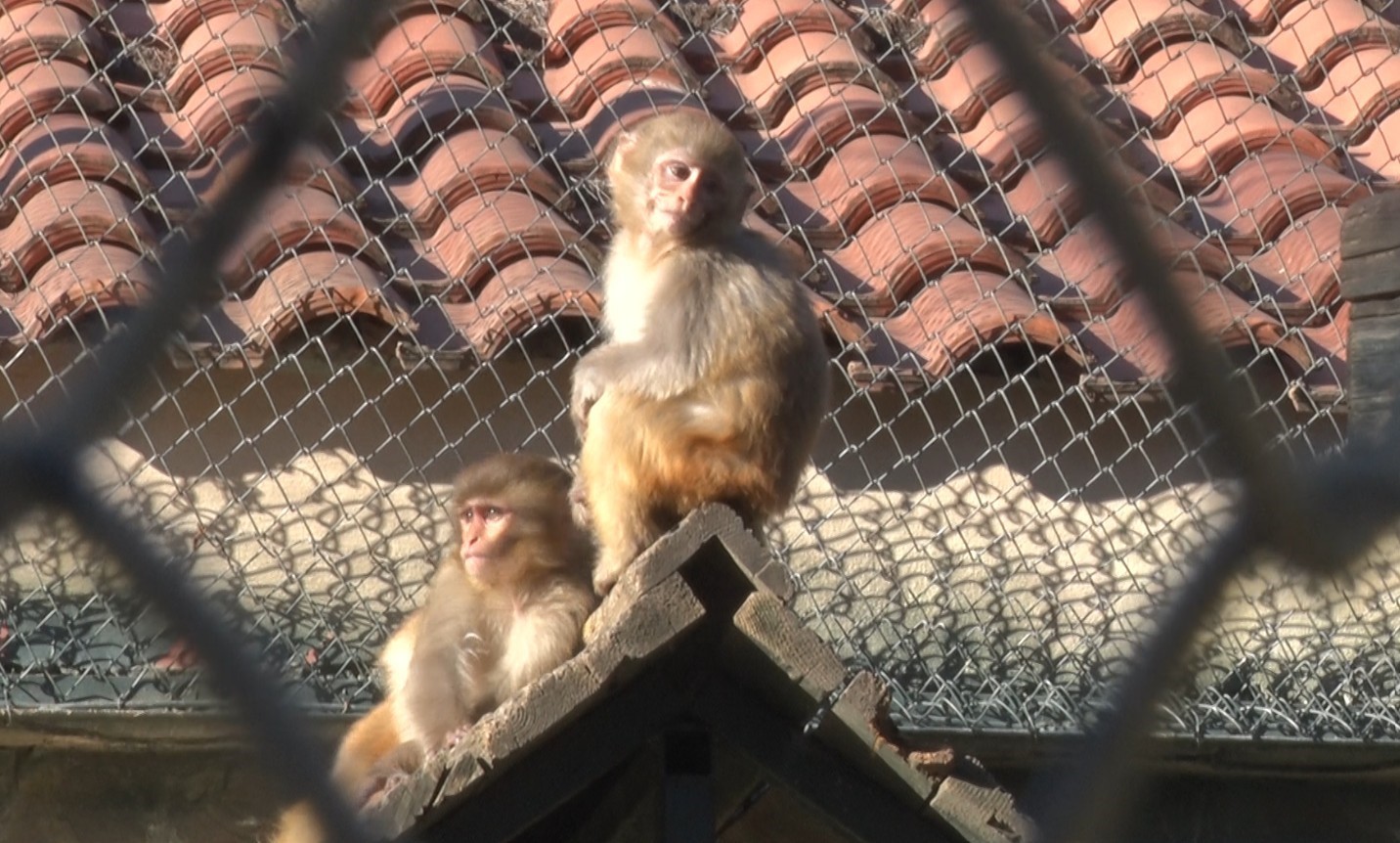 Terminalde koli içinde yakalanan yavru maymunun ’Fıstık’ gibi hayatı oldu