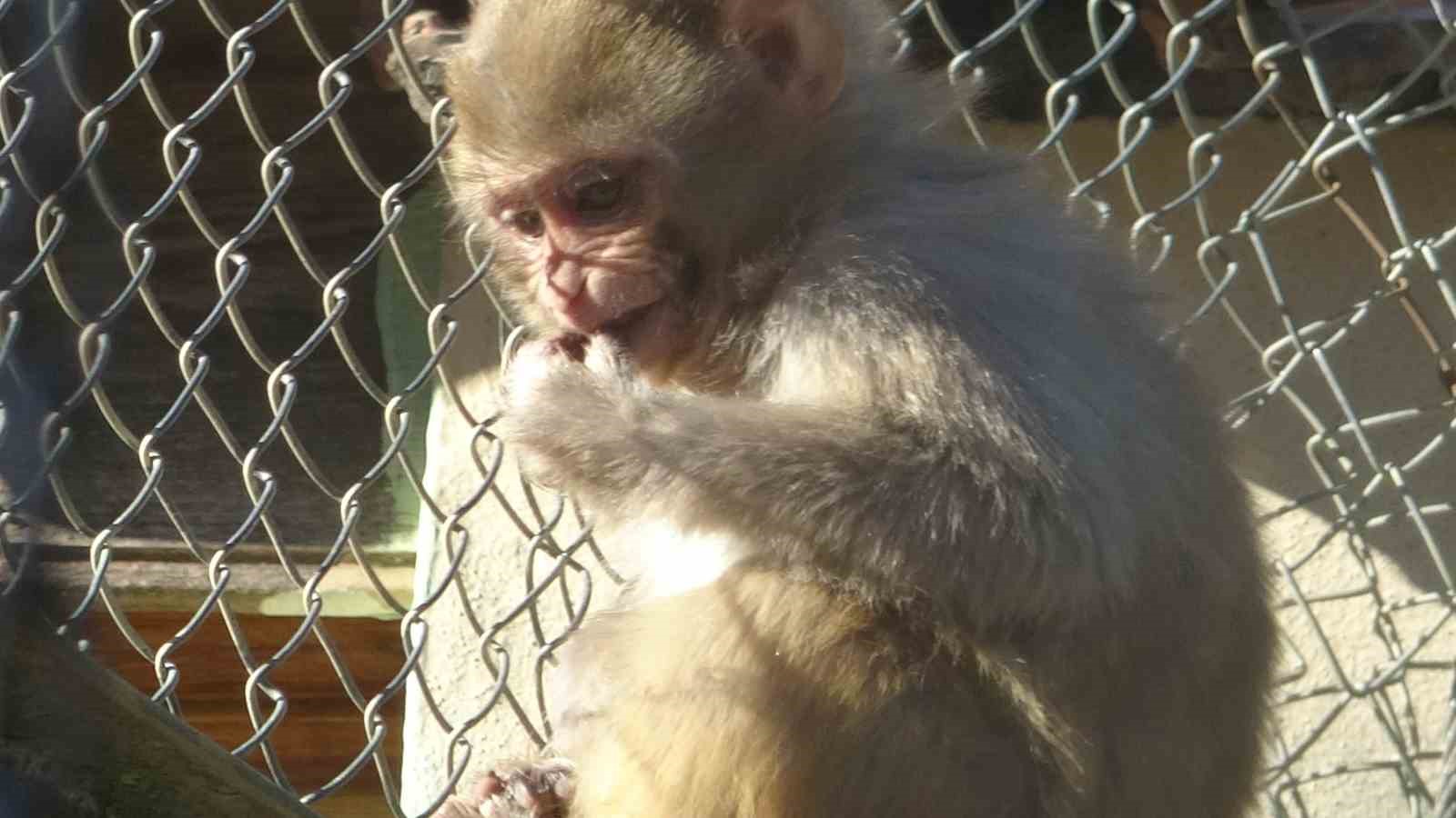 Terminalde koli içinde yakalanan yavru maymunun ’Fıstık’ gibi hayatı oldu