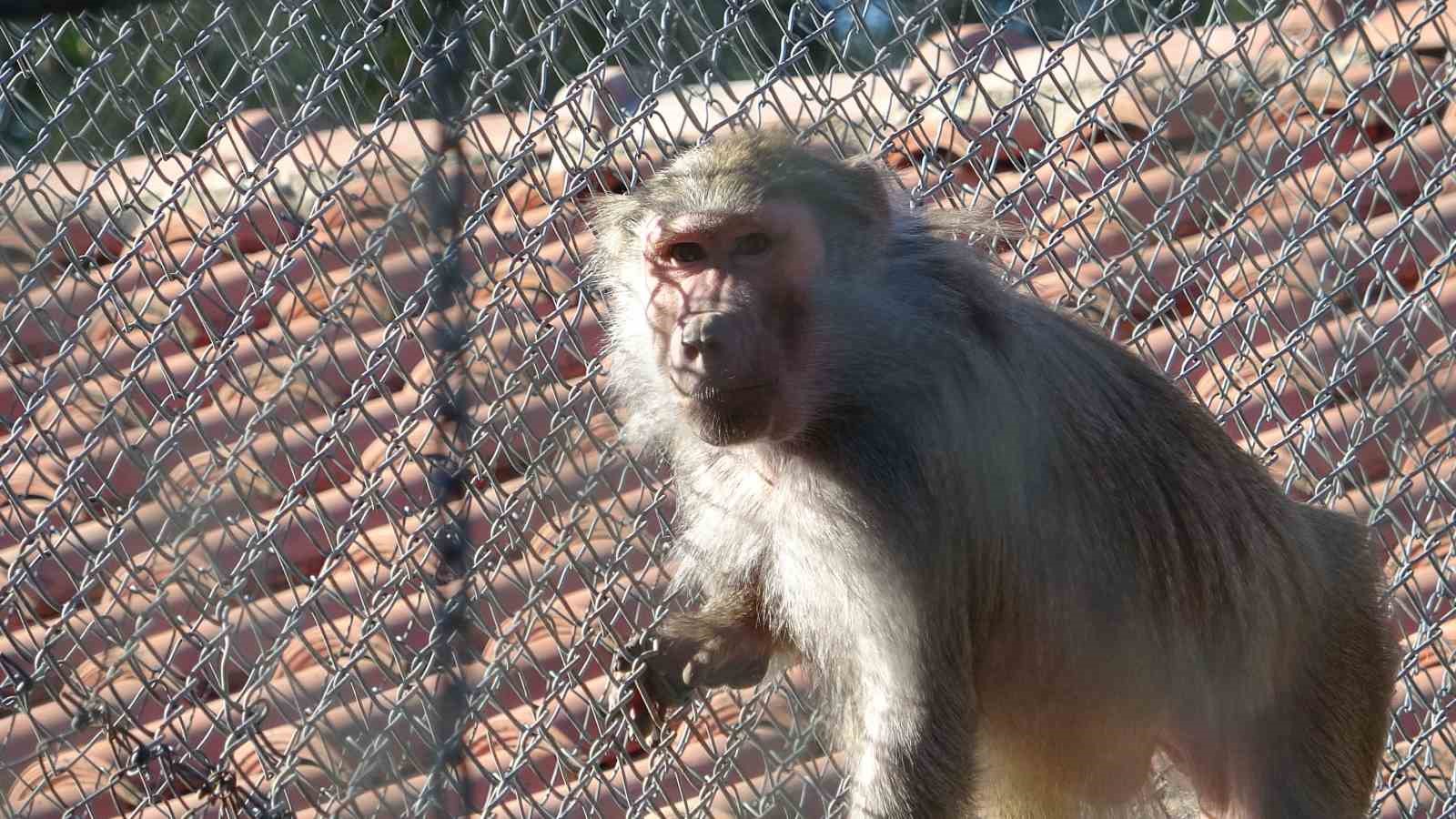 Terminalde koli içinde yakalanan yavru maymunun ’Fıstık’ gibi hayatı oldu
