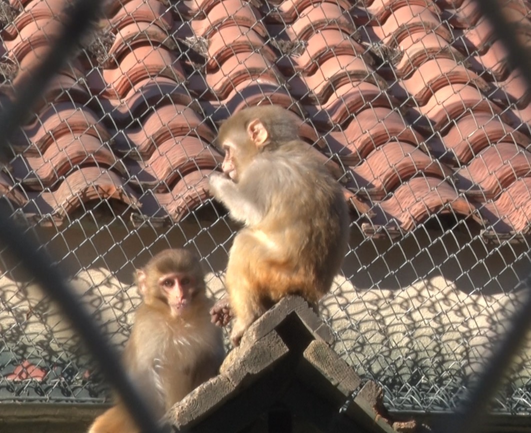 Terminalde koli içinde yakalanan yavru maymunun ’Fıstık’ gibi hayatı oldu