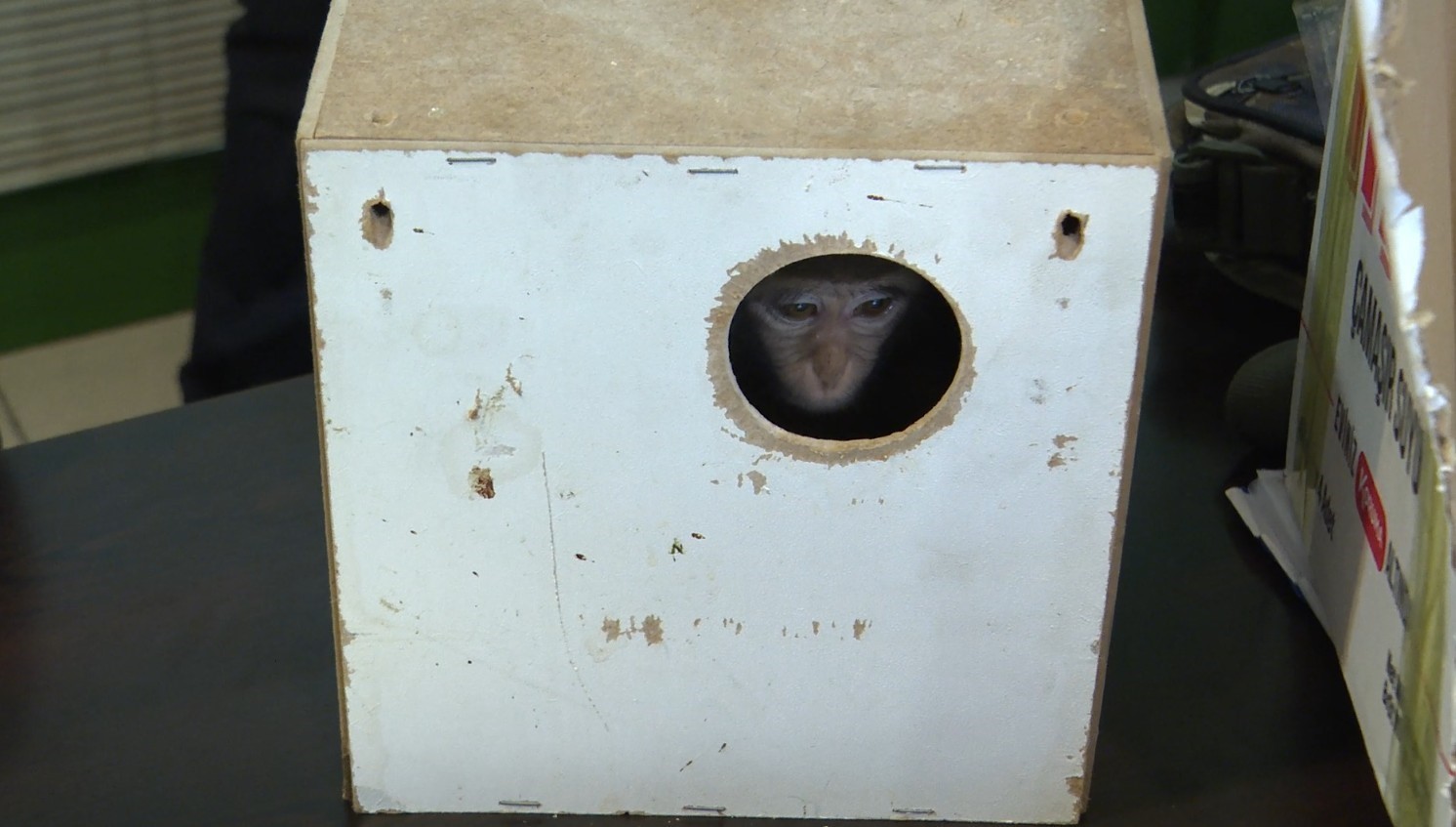 Terminalde koli içinde yakalanan yavru maymunun ’Fıstık’ gibi hayatı oldu